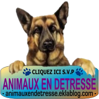 Animaux en détresse