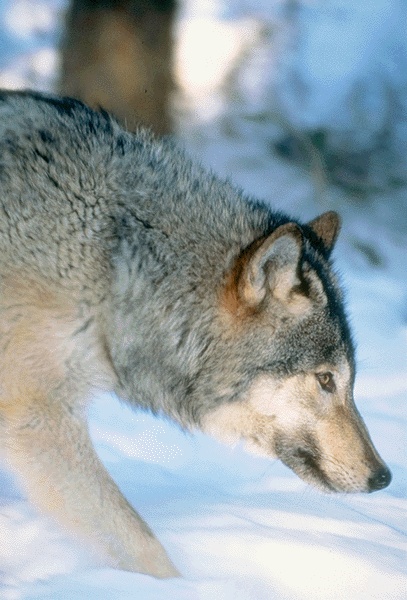 http://data0.eklablog.com/antreloup/perso//loup%2005.jpg