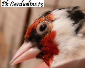 maladie d'oiseau: CONJONCTIVITE .  Mod_articles639419_1