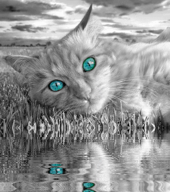 Chat aux yeux turquoise avec reflet