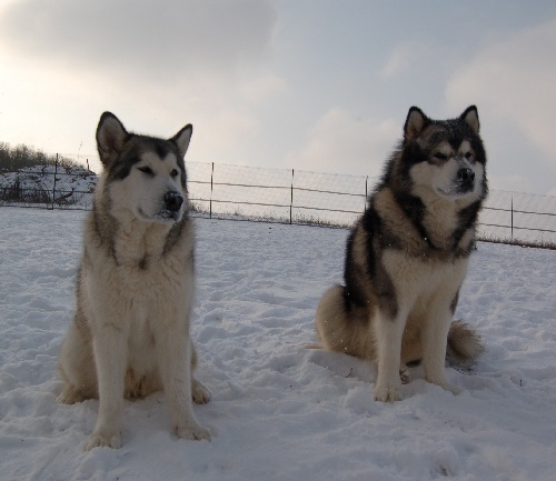 Venez voter pour le concours Nos chiens dans la neige - Page 2 Mod_article879683_8