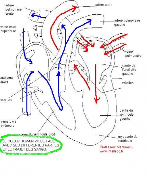 On raccourcit le service cervical