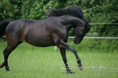 Chevaux Noir