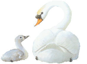 Animaux Oiseaux