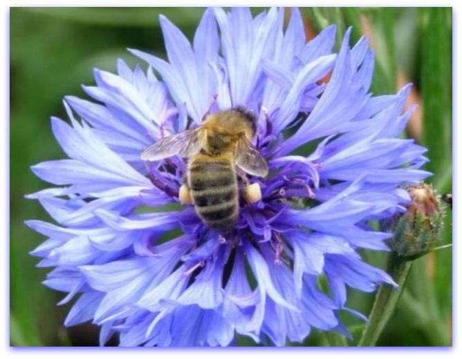 bleuet et abeille 