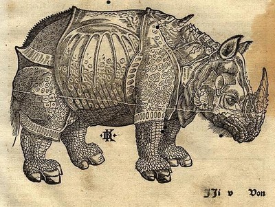 rhino