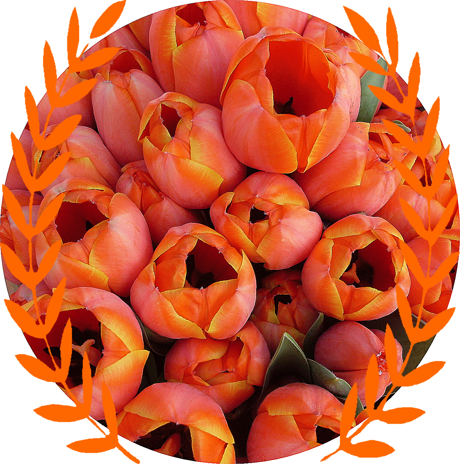 http://data0.eklablog.com/hauteclaire/perso/tulipe%203.gif
