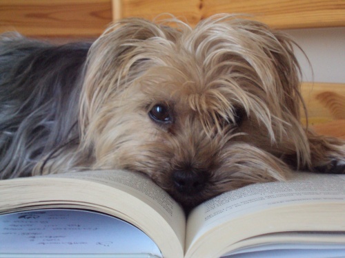 Un chien qui lit ???!! Mod_articles623431_2