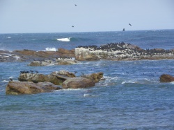 Une colonie d'oiseaux de mer au large du Cap de B-E