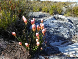 Flore au sommet de Table Mountain