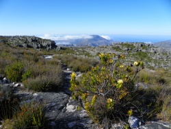 Paysage du plateau au sommet de Table Mountain