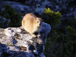 Un daman des rochers (rock hyrax)
