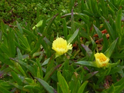Flore à Cape Point