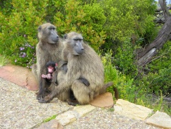Deux babouins chacma adultes, un jeune et un bébé