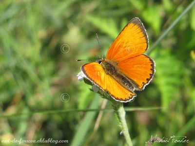 papillon orange