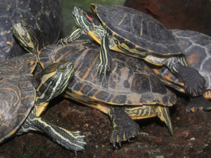 tortues dans la serre du jardin botanique à Metz