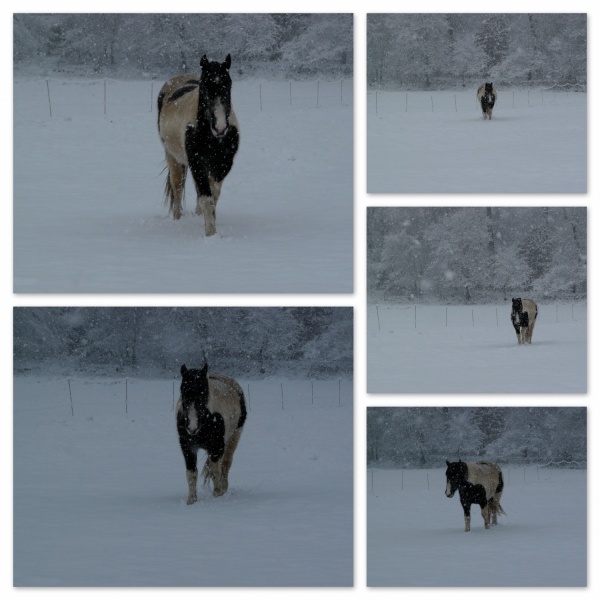 Des photos de vos chevaux sous la neige ?  Mod_article2315560_2