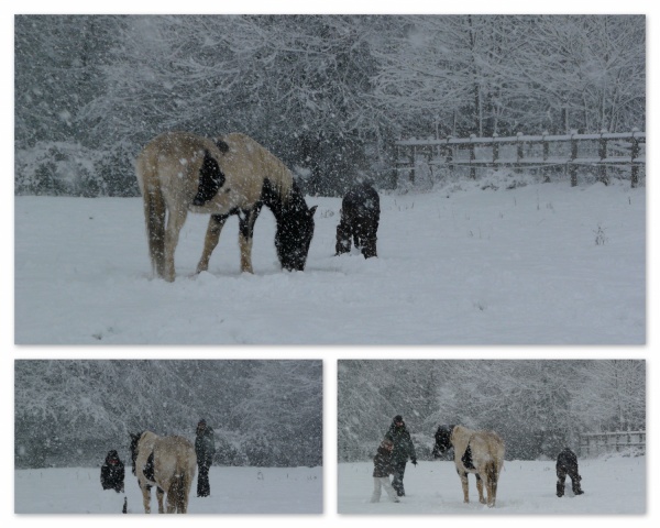 Des photos de vos chevaux sous la neige ?  Mod_article2315560_6