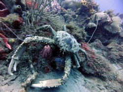 Découverte du monde sous marin
