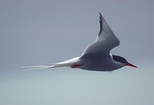 Aventure dans l'arctique (suite)