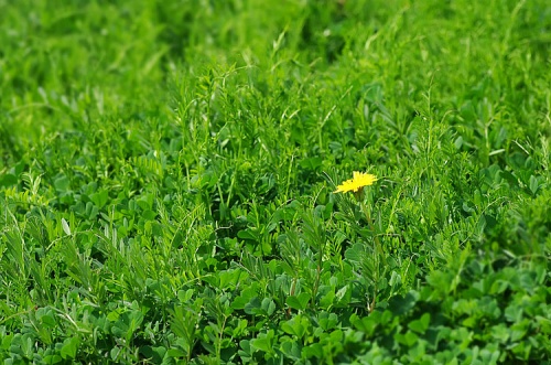 倾听一曲 - 陈升的【丽江的春天】