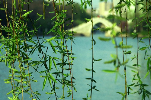 倾听一曲 - 陈升的【丽江的春天】